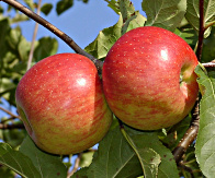 jabloně