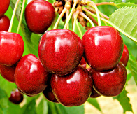 třešně