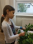 Obr: 46367.jpg