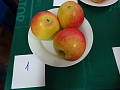 Obr: 24224.jpg