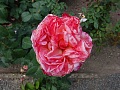 Obr: 26237.jpg