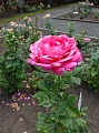 Obr: 26239.jpg