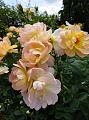 Obr: 26241.jpg