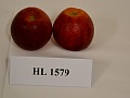 Obr: 29254.jpg