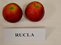 Obr: 29255.jpg