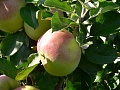 Obr: 4612.jpg