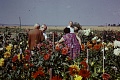 Obr: 24966.jpg