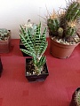 Obr: 36036.jpg