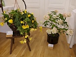 Obr: 43795.jpg