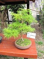 Obr: 6195.jpg
